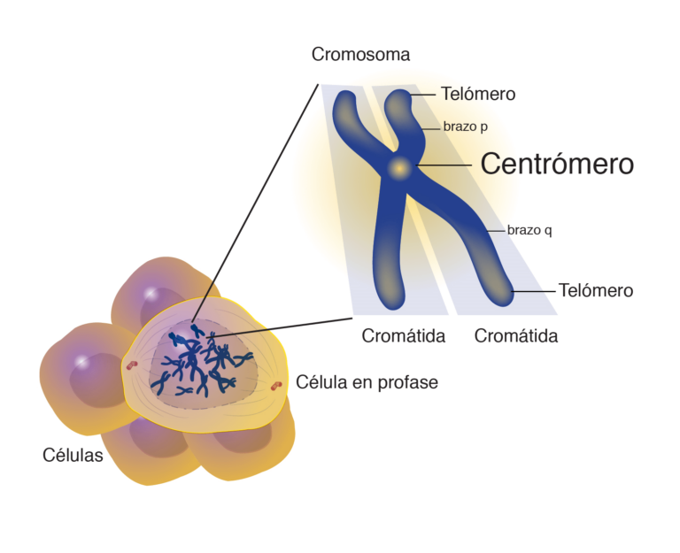 genes y cromosomas, cromosoma metacentrico, cuantos cromosomas tiene una celula humana