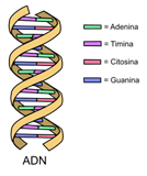 Adn